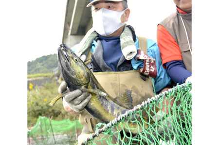 「古里によく帰ってきてくれた」　今季初 由良川にサケ戻る