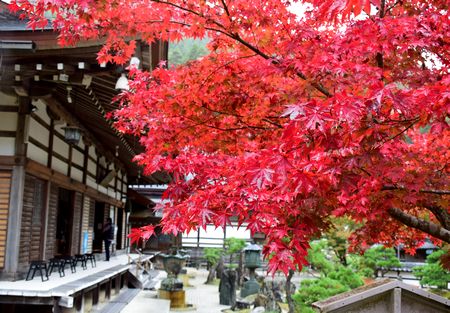 両丹日日新聞 境内 参道赤く染める550本 丹波のもみじ寺 長安寺 ニュース