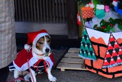 保護犬もサンタ姿で高齢者宅訪問　「いきいきサロン」がクリスマスケーキ贈る