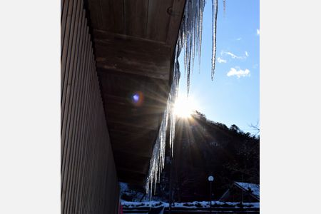 「鬼のキバ」100本　陽光に光るツララ、大江山・鬼の博物館にずらり