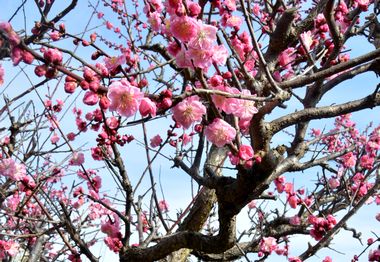 コロナで交流できぬ中、島原と福知山結ぶ友好の紅梅が開花
