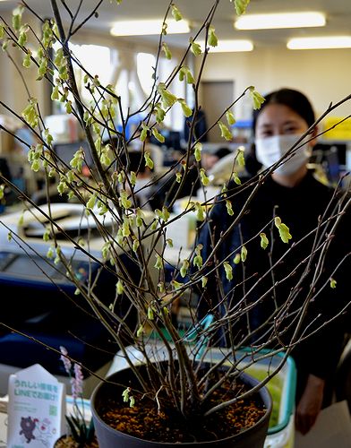 両丹日日新聞 明智日向守 光秀が名前の由来 ヒュウガミズキの鉢植え市役所で開花 ニュース