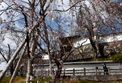 福知山城昇龍橋そばでギオンシダレザクラが三分咲き