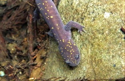 準絶滅危惧種ヒダサンショウウオの成体確認　大江の渓流で水中撮影