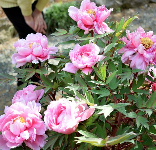 イノシシ害乗り越え、色とりどりに150株　石原の洞玄寺でボタンの花が満開に