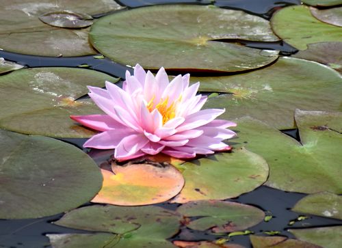 葉の間からかれんな花　畑田池でスイレン、水面に映える