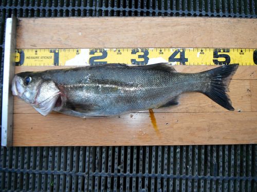 【由良川下流】セイゴ釣り好シーズン　数もそこそこ上がる