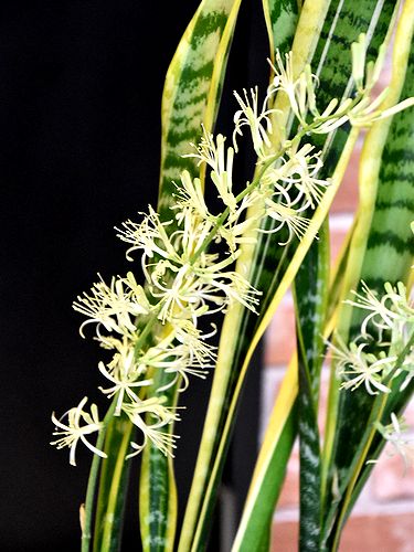 両丹日日新聞 トラノオ サンスベリアに白い花咲いた 一般家庭では珍しく ニュース