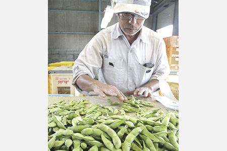 「いつもよりも良い出来」京のブランド産品　枝豆・夏ずきんの収穫進む