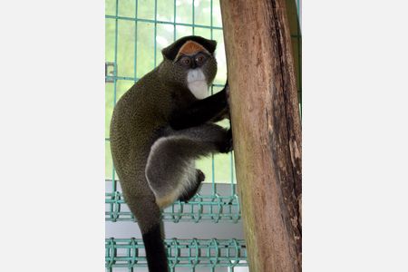 「黄門ザル」の雌が仲間入り　三段池動物園、赤ちゃんに期待