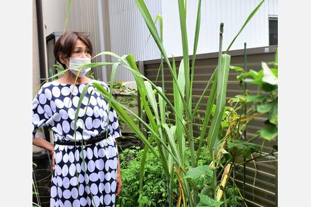 庭のプランターでサトウキビ育つ　強風で倒れても立ち上がり