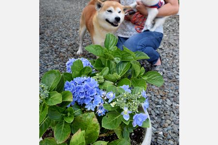 初夏に咲いたアジサイ　秋になってまた開花