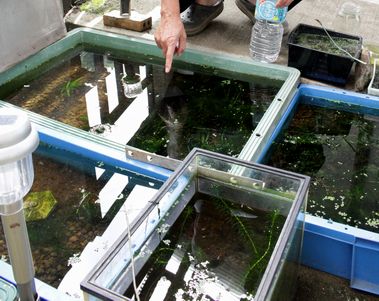 育てていたメダカ300匹、白昼の盗難　「腹立たしく悲しい」
