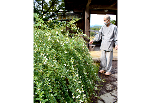 かれんに揺れる秋の七草　養泉寺でハギが見ごろ