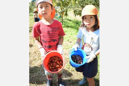 「大きいのがあったよ」　上六保育園の園児らがクリ拾い
