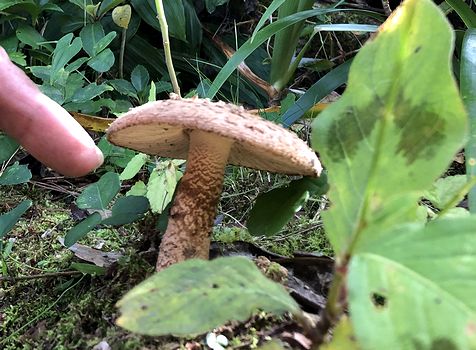 庭の松にマツタケ？　大内山田の芦田さん宅