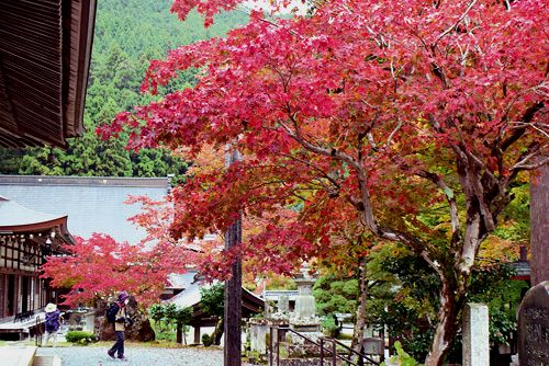 両丹日日新聞 丹波のもみじ寺 550本のコントラスト 長安寺のもみじが見ごろ ニュース