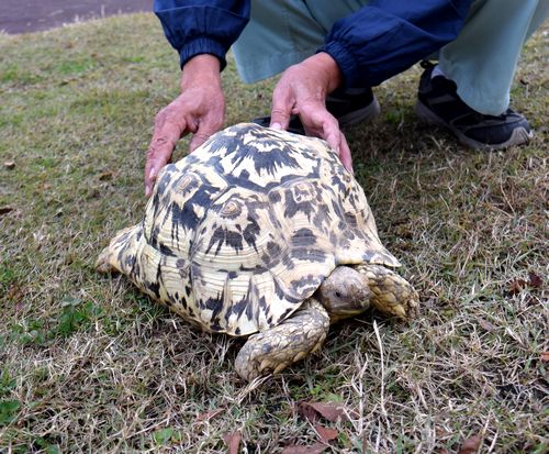 ヒョウ柄の甲羅　リクガメが三段池動物園に仲間入り