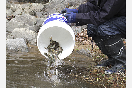 【由良川】アマゴ釣り3月16日解禁　前日までに15河川へ放流