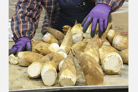 今年は裏年だが品質は良好　特産のタケノコ出荷作業始まる
