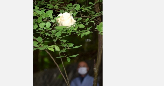 木の枝にメレンゲ状の塊作って新しい命育む　大興寺でモリアオガエルが産卵
