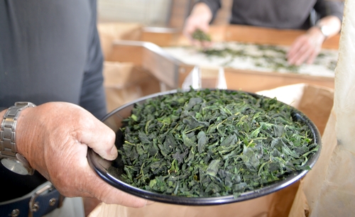全国有数の高品質茶産地・福知山で抹茶の原料工場始動