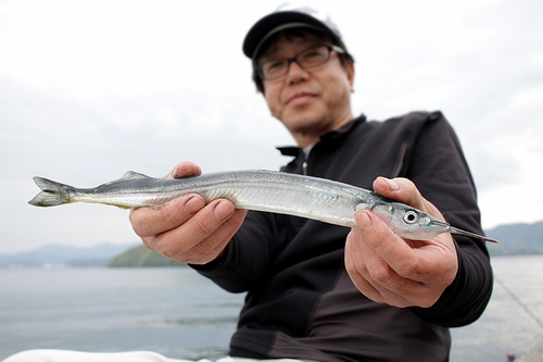 【白杉】「サンマかと思った」体長40センチ近いサヨリ　産卵期迎え釣果上がる