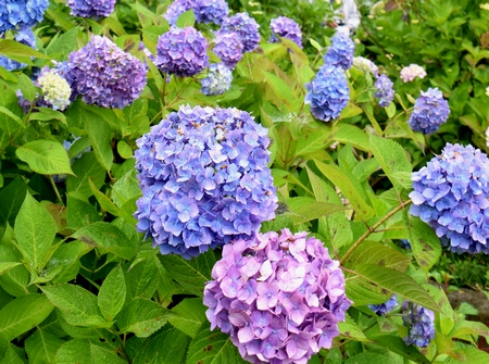 近畿地方が梅雨入り　丹波あじさい寺では色とりどりの花