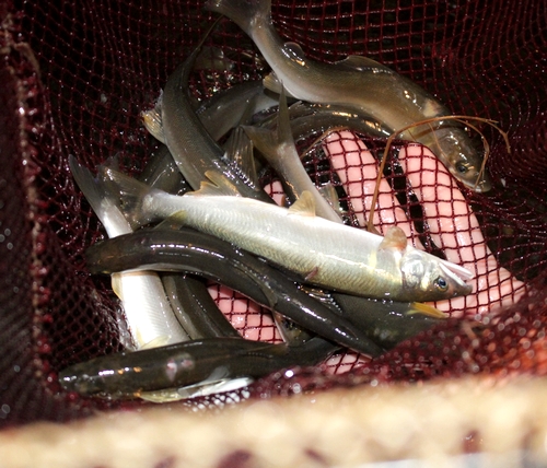 【由良川】雨少なくアユの成長に遅れ　7月から一部区間で網漁解禁