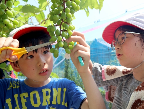 三和小3年生がブドウの摘果作業を体験　汗流し苦労も知る
