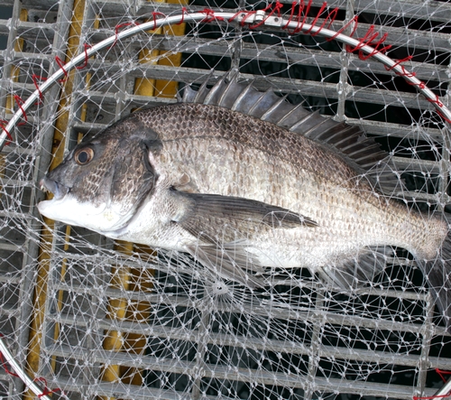 【宮津】海洋釣り場、食いつきよくグレやチヌ