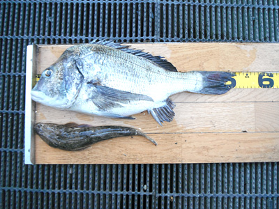 【由良川】大江で52センチのチヌ　セイゴの釣果はいまひとつ