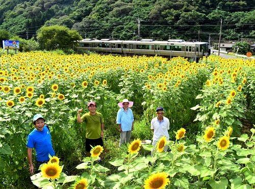 六十内の線路沿いにヒマワリ1万5000本　住民たちが世話