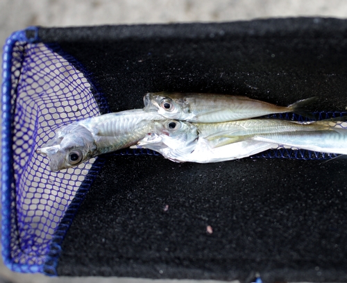 【白杉】日によってムラある豆アジ　チヌやスズキも