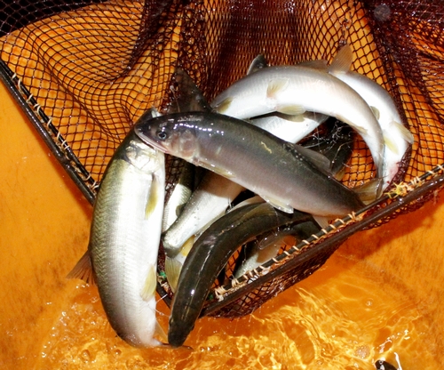 【由良川】アユの釣果、気象条件悪く量やサイズにムラ