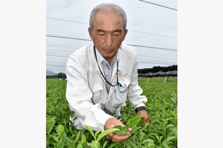 「やっと親父を超えられた」　品評会で大槻さんの茶が全国1位に