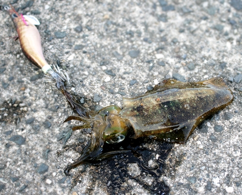 【宮津・舞鶴】アオリイカが釣れ始める　今年は成長早い