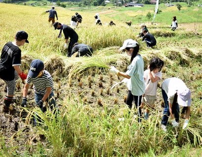 毛原の棚田で3年ぶりに稲刈り体験会　親子連れら50人で歓声