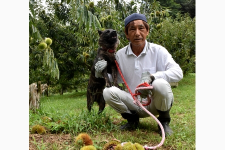 愛犬が守る丹波栗　日夜のパトロールでサル撃退