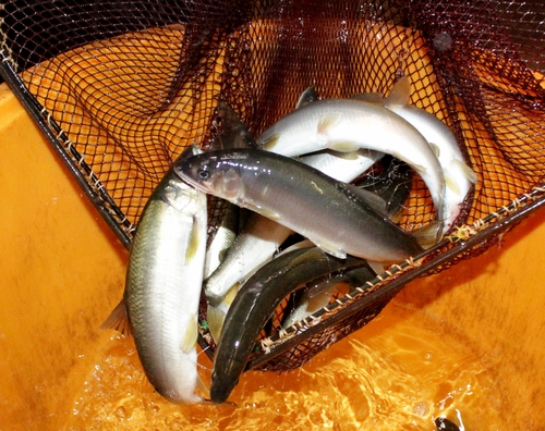 【由良川】落ちアユ漁が11月1日解禁　早く下っている可能性
