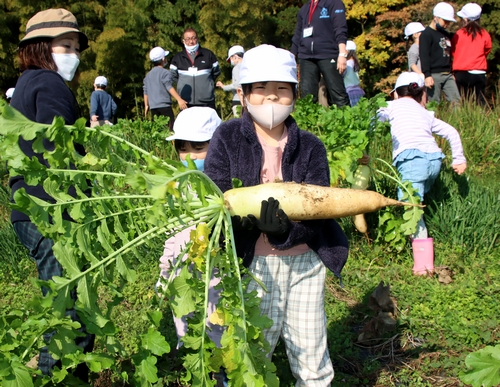 大きなダイコン「取れたー！」　修斉小1年が給食用に収穫