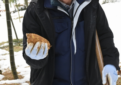 雪をかきわけ土中から春　名産地・報恩寺でタケノコの試し掘り