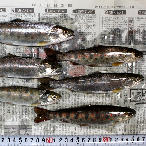 【由良川】アマゴ釣り3月16日解禁　前日に320キロ放流