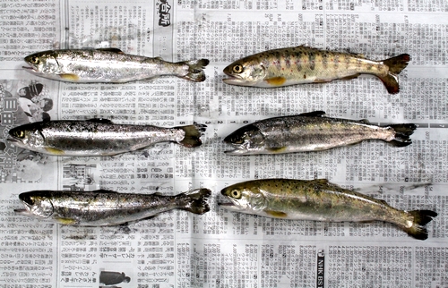 【由良川水系】アマゴ釣り解禁　記者は北原川で1時間に6匹