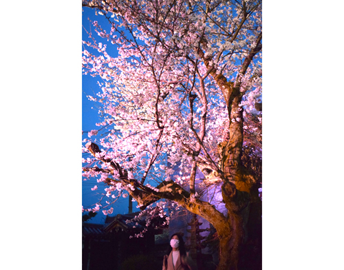 樹齢90年以上 古木の桜、妖艶にライトアップ