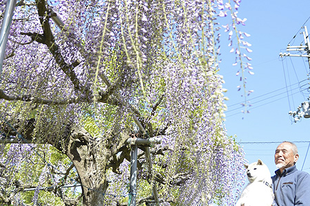 風になびく青紫の花「九尺藤」が見ごろ　牧の因幡さん宅