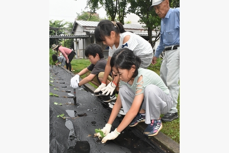 惇明小5年が学校で黒大豆枝豆を植え付け