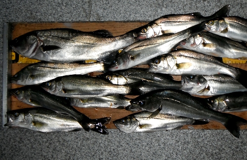 【由良川】セイゴ釣りが好調　体長30－45センチの16匹上がる
