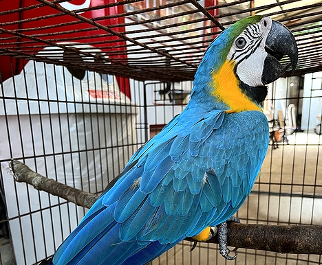 迷子のインコ体長70センチ　市動物園で保護