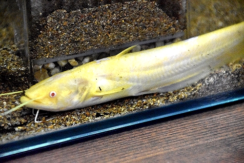 金色のナマズ、児童科学館で展示